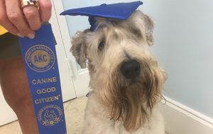 Canine Good Citizen Class