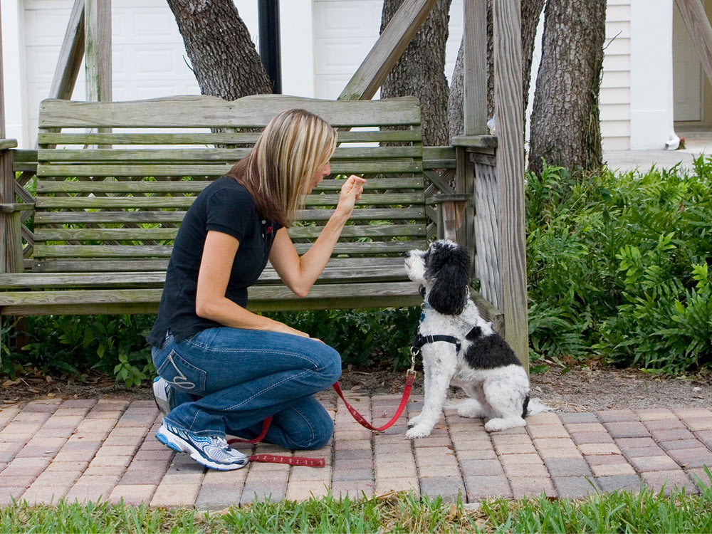 dog-training-classes-dynamite-dog-training-1