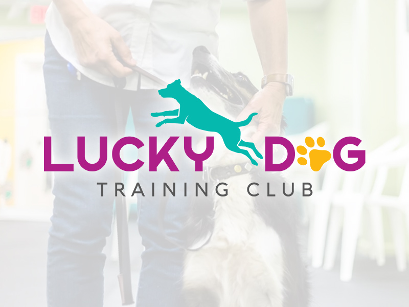 lucky-dog-training-club-jupiter-florida-2