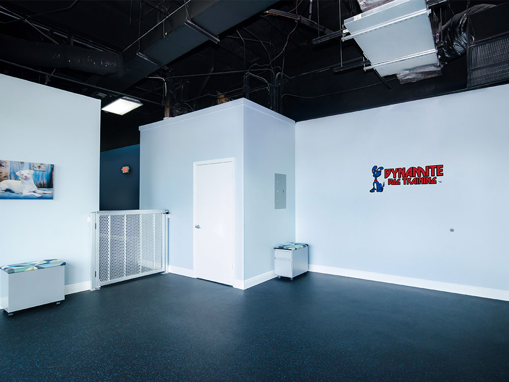 fort-lauderdale-location-dynamite-dog-training-img2