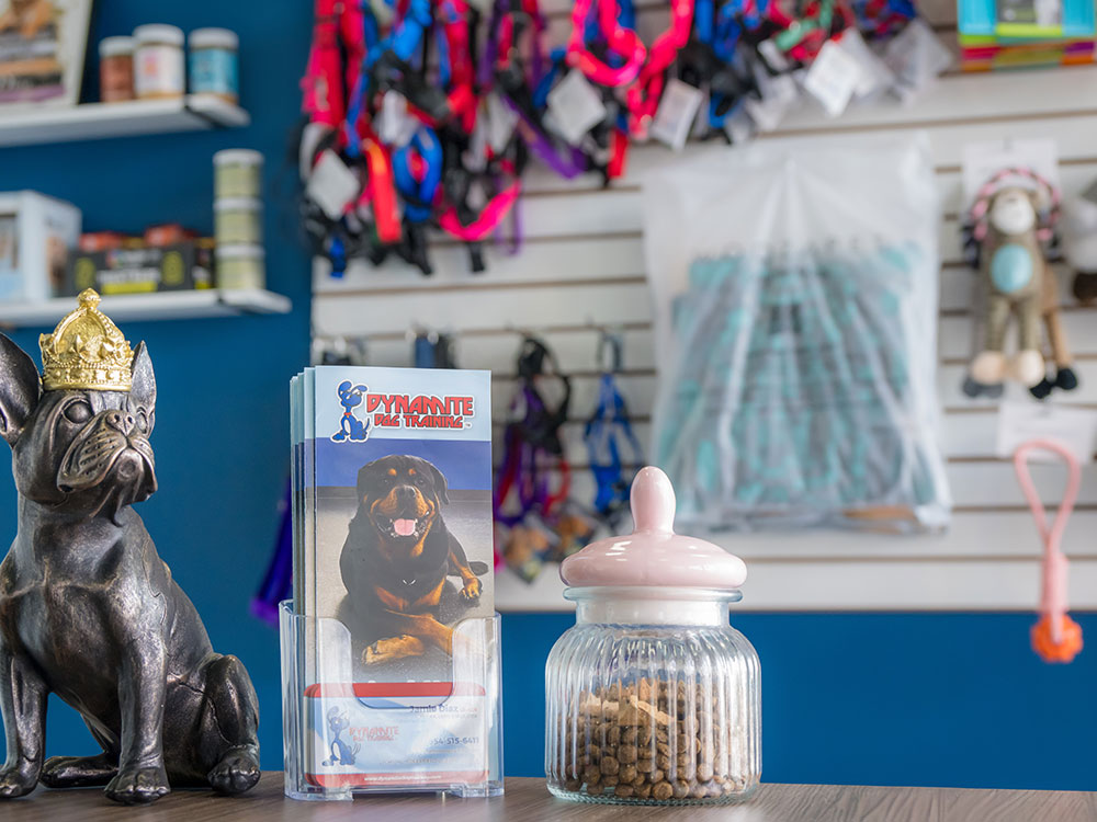 fort-lauderdale-location-dynamite-dog-training-img23