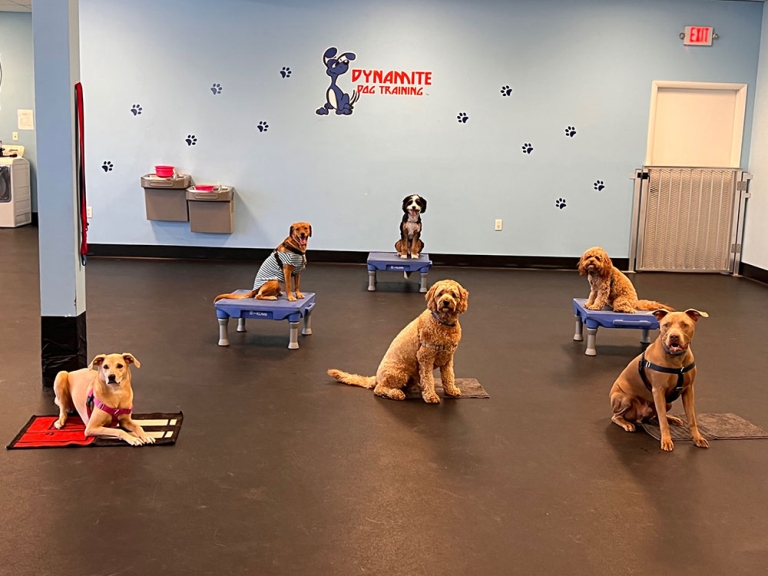 Dog Training Facility in Deerfield Beach, Florida Dynamite Dog Training
